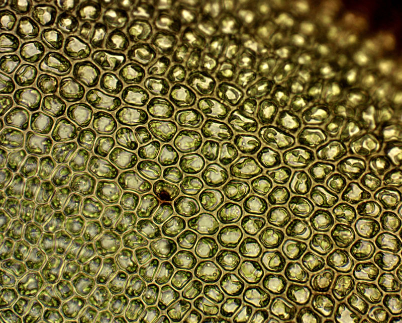 Mnium lycopodioides